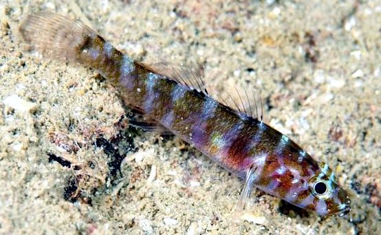 Gammogobius steinitzi_010